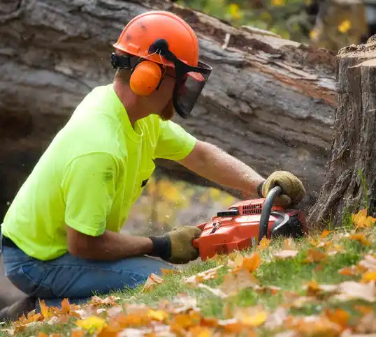 tree services Menands